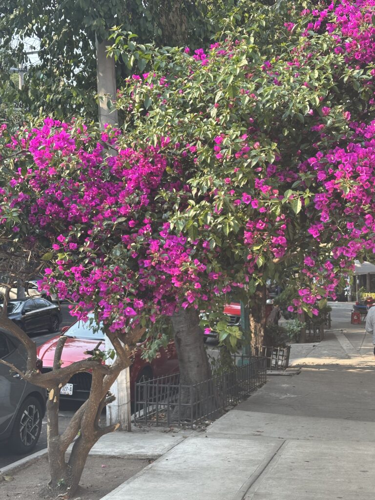 Roma Neighborhood